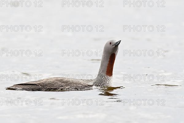 Red-throated diver