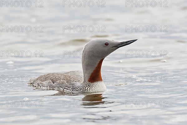 Red-throated diver