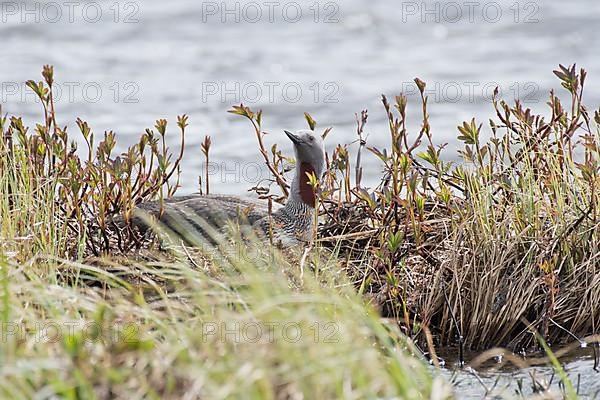 Red-throated diver