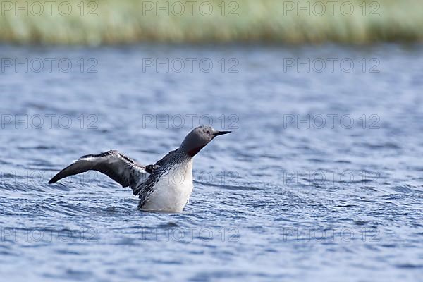 Red-throated diver