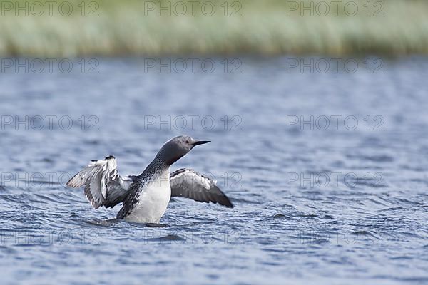 Red-throated diver