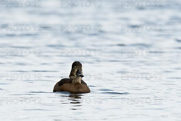 Ring-billed Duck