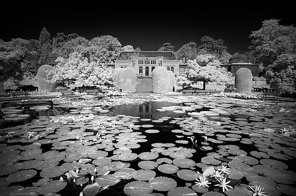 Water lily pond