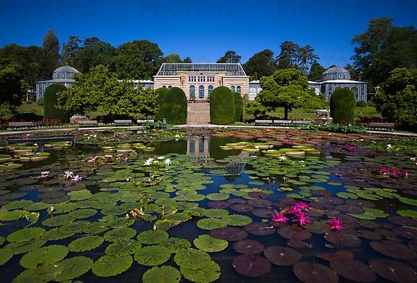 Water Lily Pond