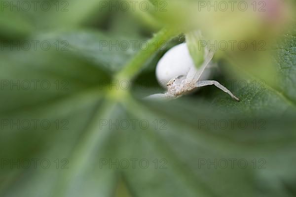 Goldenrod crab spider