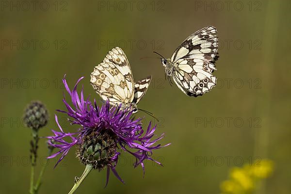 Checkered butterfly