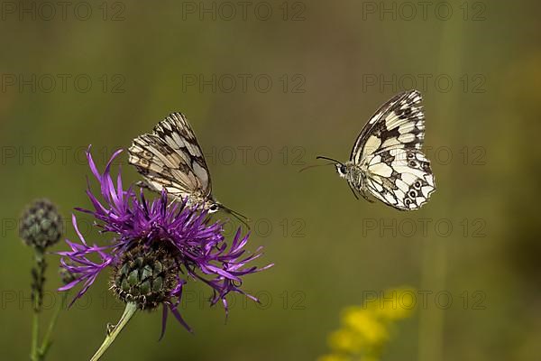 Checkered butterfly