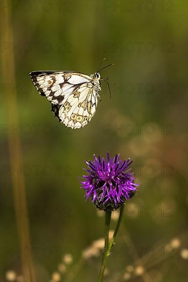 Checkered butterfly