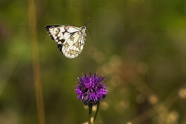 Checkered butterfly