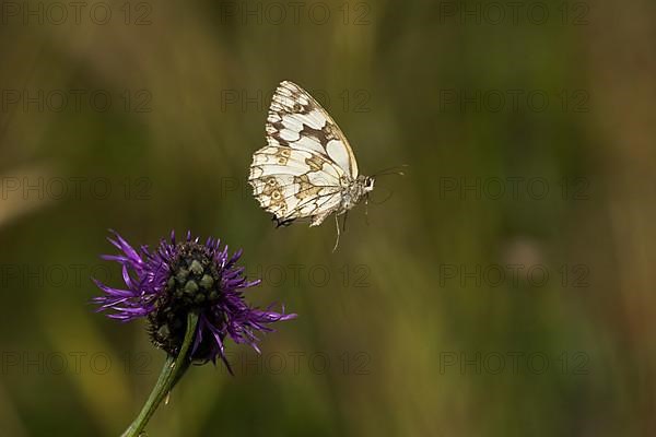 Marbled white