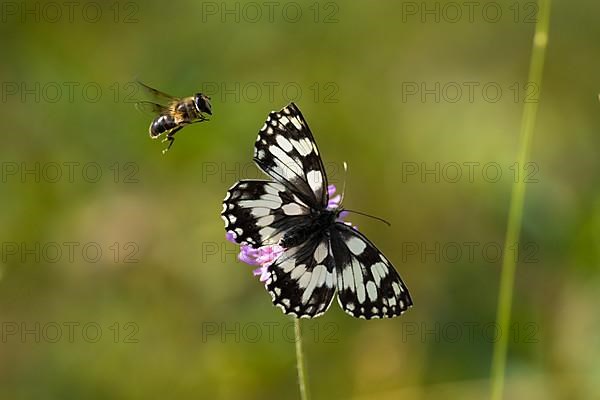 Marbled white