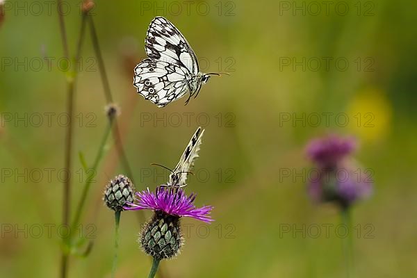 Checkered butterfly