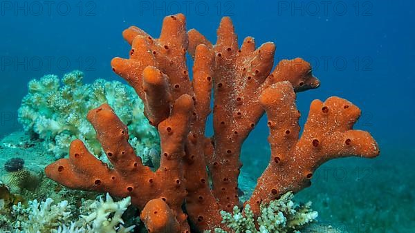 Close-up of the Red Toxic Finger-sponge