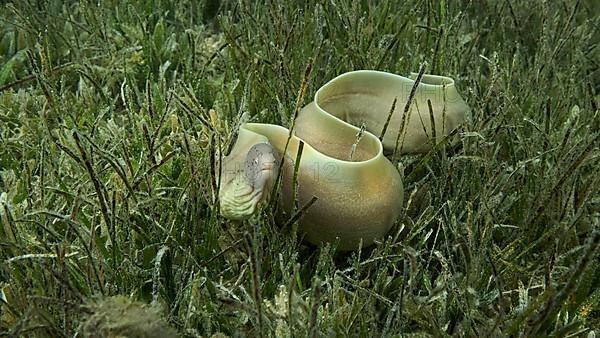 Close-up of Moray lie in green seagrass. Geometric moray