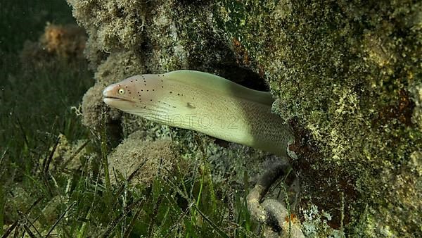 Close-up of Moray lie in the coral reef. Geometric moray