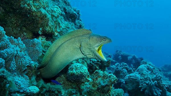 Close-up portrait of Moray with open mouth peeks out of its hiding place. Yellow-mouthed Moray Eel