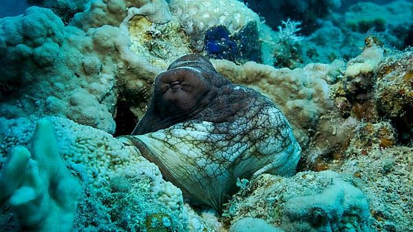 Portrait of big red Octopus