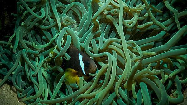 Close-up of Clownfish in fluorescent anemone. Red Sea Anemonefish