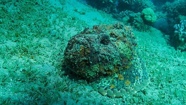 Close-up of the Stonefish lies on sandy bottom covered with green seagrass. Reef Stonefish