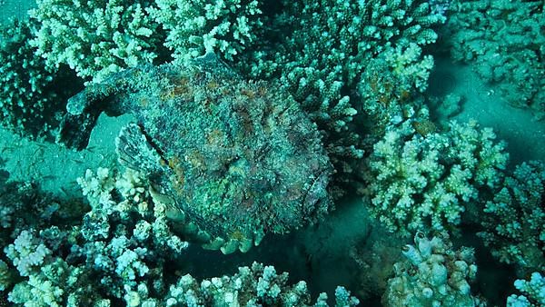 Close-up of the Stonefish on coral reef. Reef Stonefish