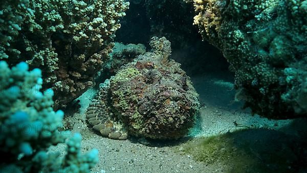 Close-up of the Stonefish on coral reef. Reef Stonefish