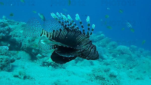 Common Lionfish or Red