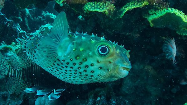 Porcupinefish is hiding under under Lettuce coral. Ajargo