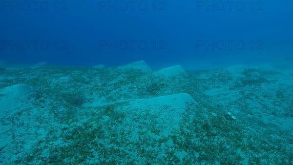 Sangy seabed covered with green seagrass. Underwater landscape with Halophila seagrass. Red sea
