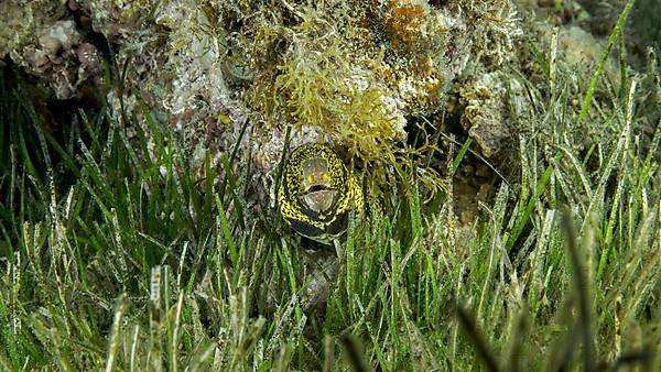 Close-up of Moray on coral reef. Snowflake moray