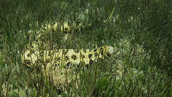 Close-up of Moray slowly swims in green seagrass. Snowflake moray