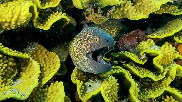 Yellow Edged Moray Eel