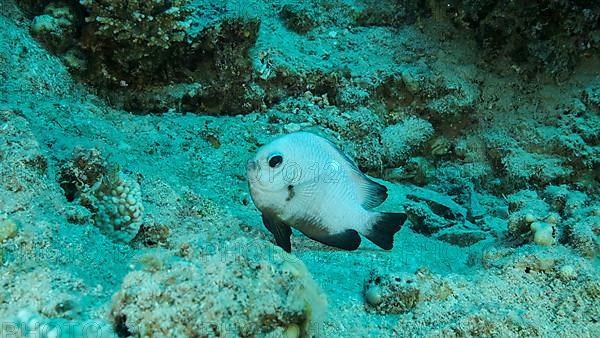 Damsel Damsel guards the eggs on the stone. Breeding period. Domino Damsel