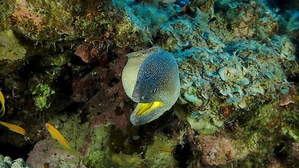 Close-up portrait of Moray with open mouth peeks out of its hiding place. Yellow-mouthed Moray Eel