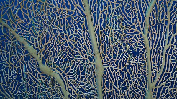 Details of the soft coral