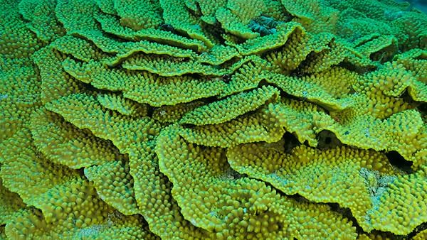 Details of the Lettuce coral or Yellow Scroll Coral