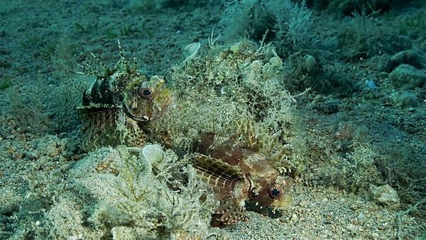 Zebra Lionfish