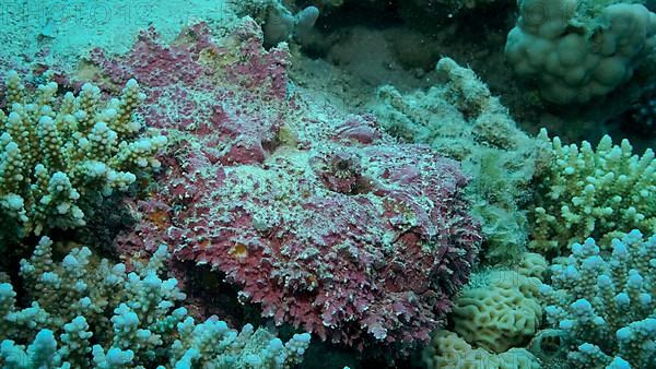 Close-up of pink Stonefish lies on corals. Reef Stonefish