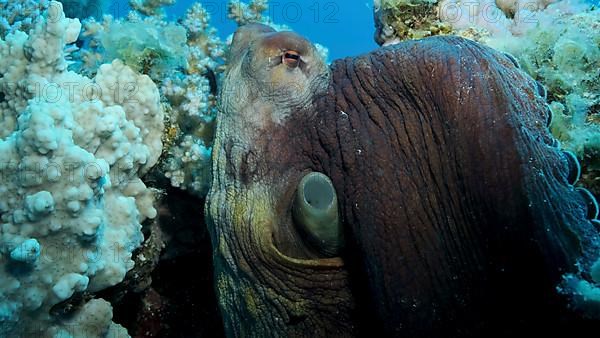 Portrait of big red Octopus