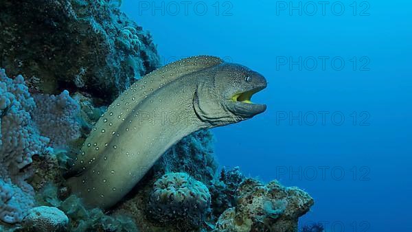 Close-up portrait of Moray with open mouth peeks out of its hiding place. Yellow-mouthed Moray Eel