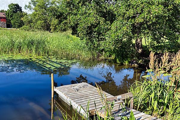 Small wooden jetty with reeds and water lilies