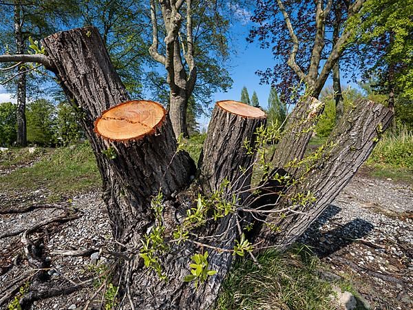 Tree stump on the shore of Untersee