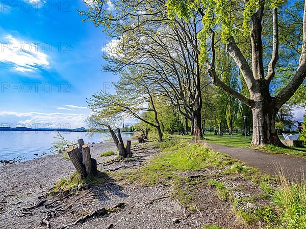 Tree stump on the shore of Untersee