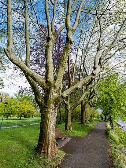 Trees in Mettnaupark