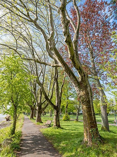 Trees in Mettnaupark