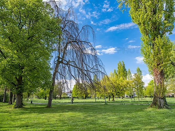 Trees in Mettnaupark