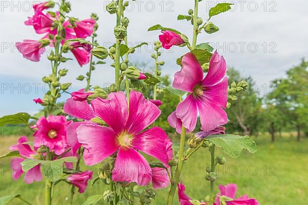 Bright pink tropical hibiscus flower in orchard. Alsace