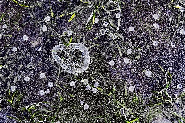 Ice forms with bubbles and grass in puddle of water