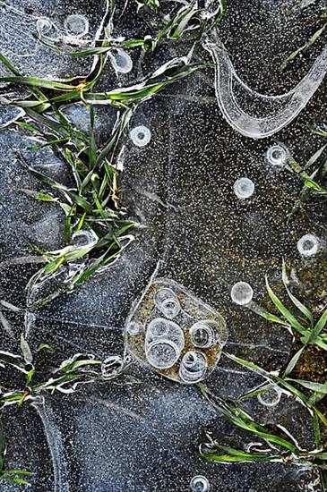 Ice moulds with bubbles and grass in puddle of water