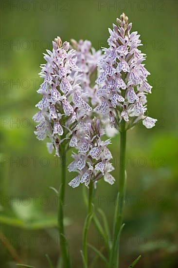 Moorland spotted orchid