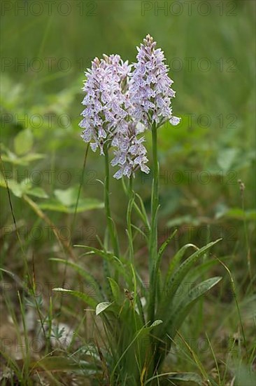 Moorland spotted orchid